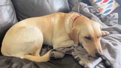 My dog is is having unusual tremors/shaking