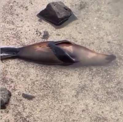 I wasn't sure of what I was looking at at first