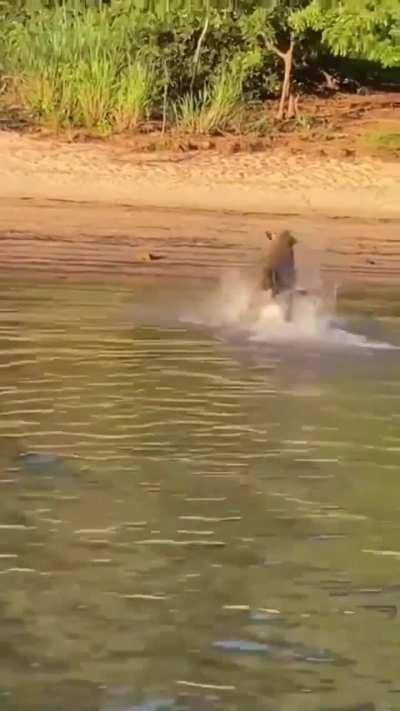 Corrientes: Brasileros pescaban en el Río Paraná y apareció un yaguareté