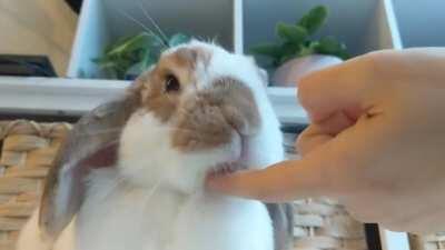 I will not cave. I. WILL. NOT.