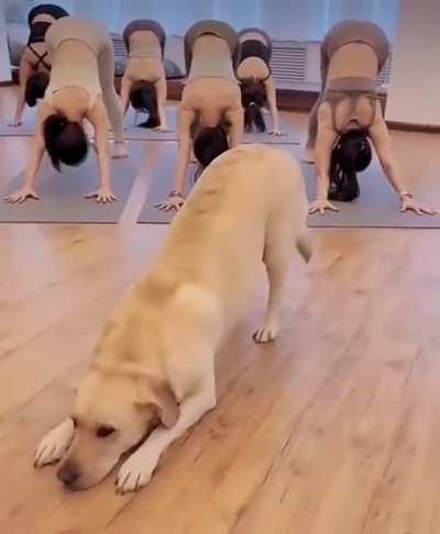 Downward-Facing Dog