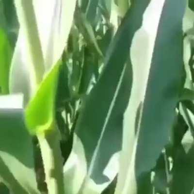 CORN
