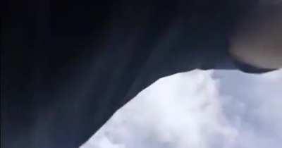 In Australia, kangaroos began to terrorize the population of a small town