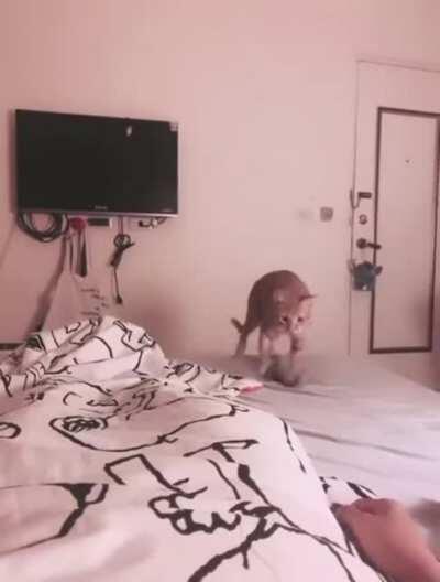 Cat tries to feed its human