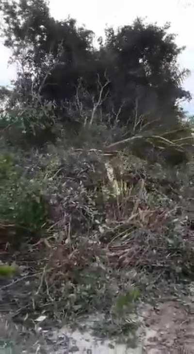 A destruição do Cerrado através do uso do correntão