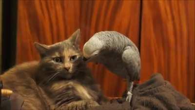 Bird steps on cat
