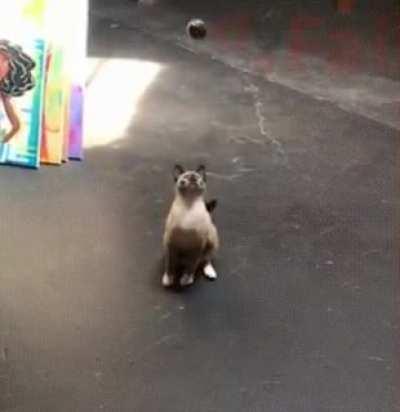 Common reaction rate in the cats