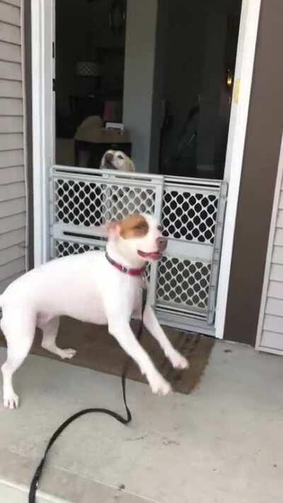 My dog’s trust issues make it hard for her to make new friends. Yesterday I surprised her with a 2 hour road trip to visit her besties that she moved 3 cities away from 5 months ago.