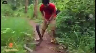 Most venomous snake in the world