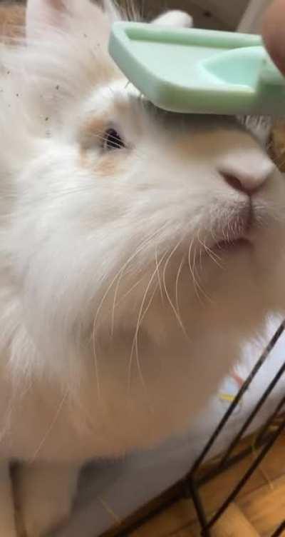Bunny loves head scratches