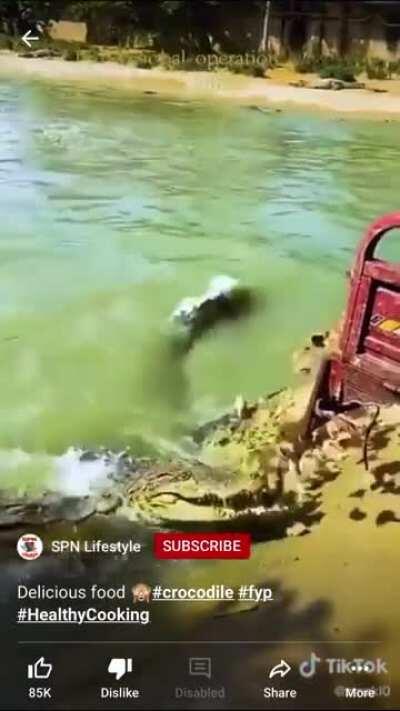 Well I just found out how they feed crocodiles...