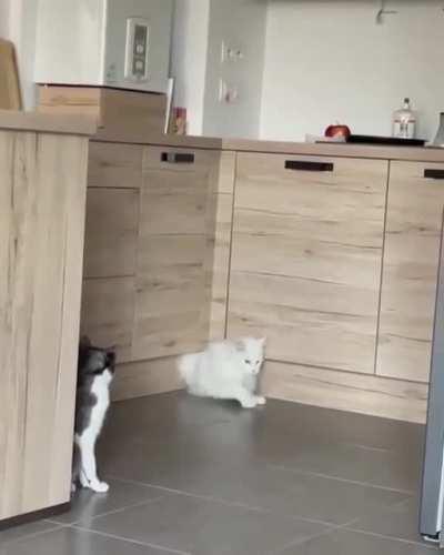 Cats are like water!