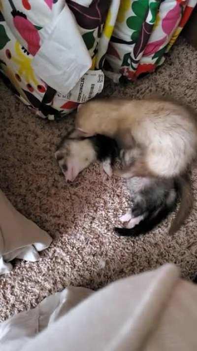 Tuesday wants to play more. Artemis is worn out.