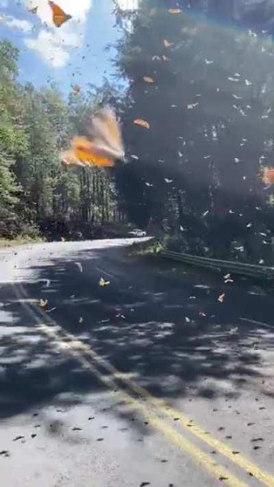 The monarch butterflys migrating