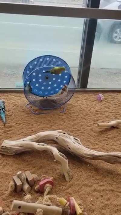 Parakeets find a new derpy form of entertainment: mini ferris wheel
