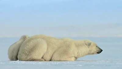 Baby Polar bear gets a surprise visit