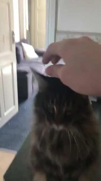 Maine coon begs for petting
