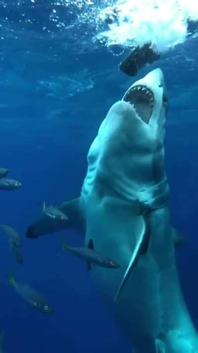 The sheer size and power of the Great White shark
