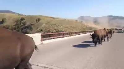 Bison Stampede Yellowstone