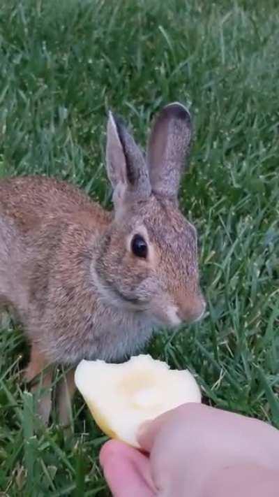 Not a pet rabbit... Bun-Bun is wild and I love her. It's taken 2 years to earn her trust