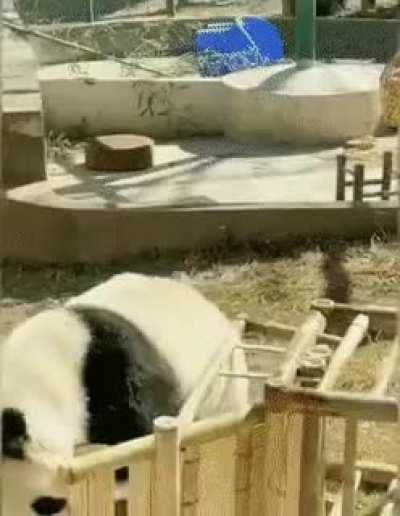 Pandas are natural derps