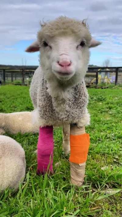 Some of Edgar’s Mission Farm Sanctuary’s favorite moments of 2021