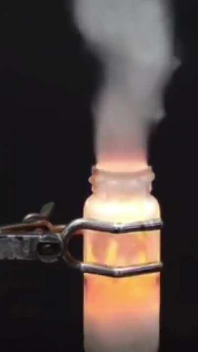 green bear was a gay 