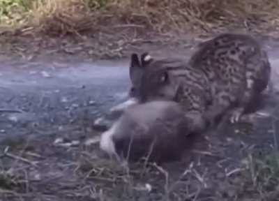 Geoffroy’s cat kills a hare