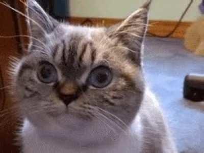 Blink if you cannot tell us there is a deal in the works - and so they are trying to create selling buy pumping it up and walking it down.