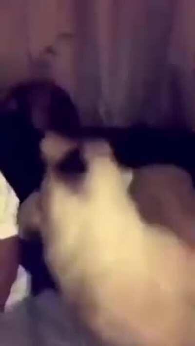 Just a normal day with two normal pets.