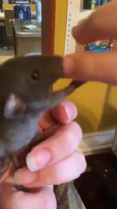 We just had pancakes and there was a little bit of syrup left on our fingers. Little Nug was happy to clean them for us. 😛😛😛