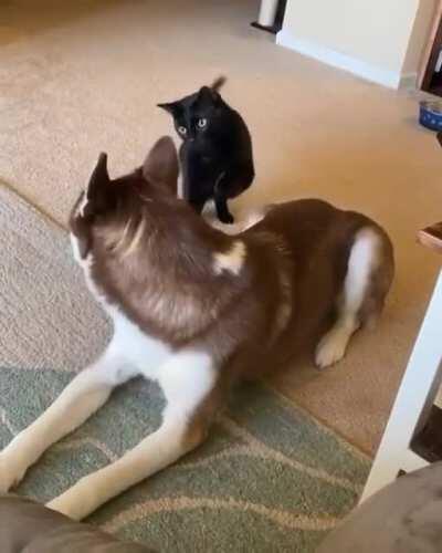 The least intimidating sneak attack