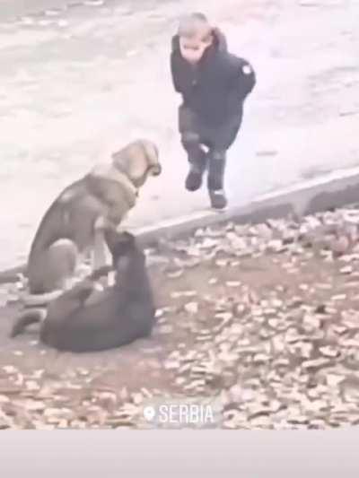 Kid can't stop hugging strays