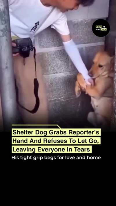This shelter dog’s simple act of holding a hand turned into a powerful cry for adoption❤️😔
