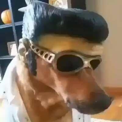 perros de latinoamerica: