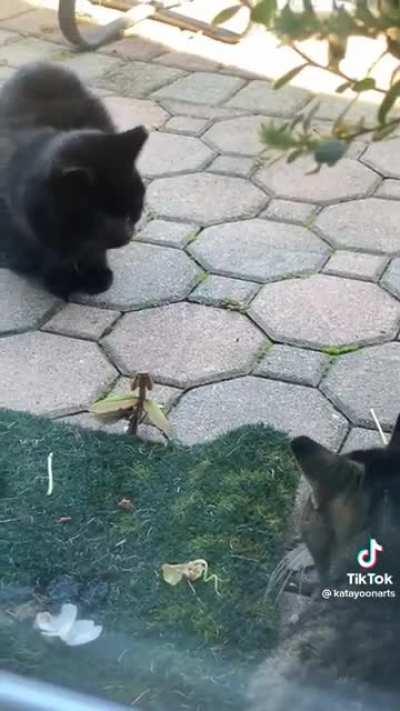 A David VS Goliath level battle