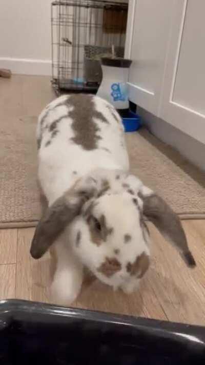 WHERE’S MY FOOD?! Follow @marstonthebunny on insta💕