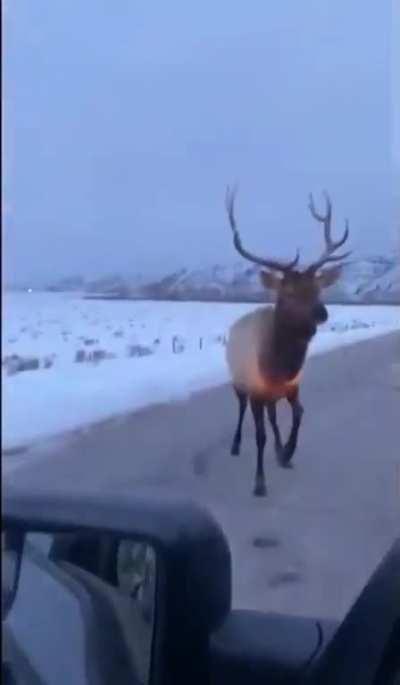 to bully an elk.