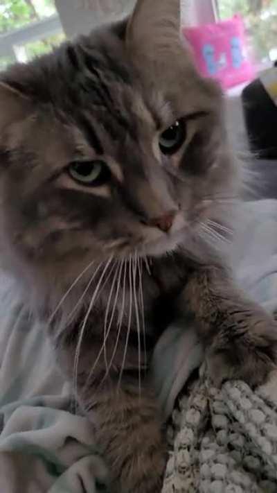 Wren is having a busy day at the biscuit factory.