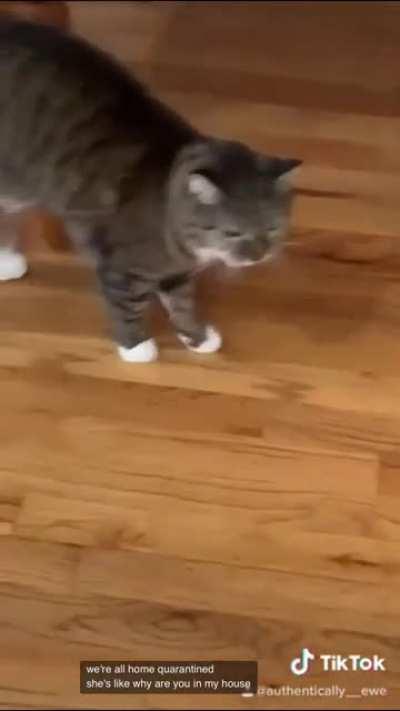 I’ve never seen a cat so dissatisfied with their owners existence