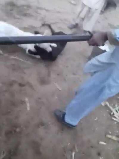 WCGW when you try to stop dogs fighting