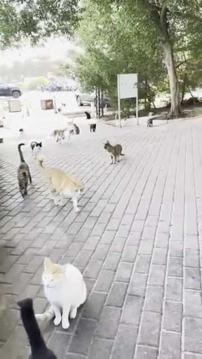 Summoning an army of cats with the power of pspspsps