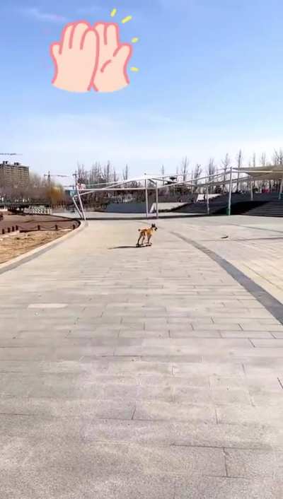 Coolest dog in town