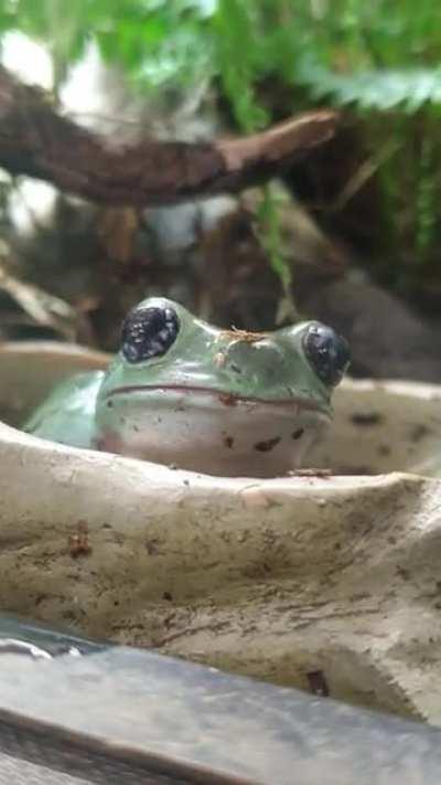 This very polite boi we have at school was taking a bath.