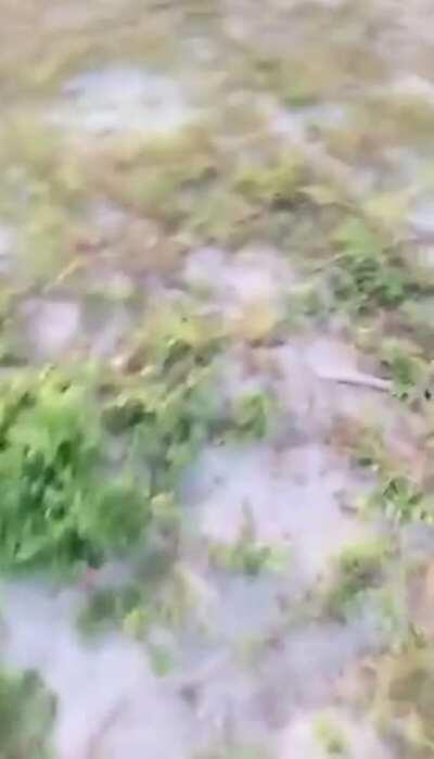 Trump supporter loses his shit after getting flipped off by a girl in Tampa