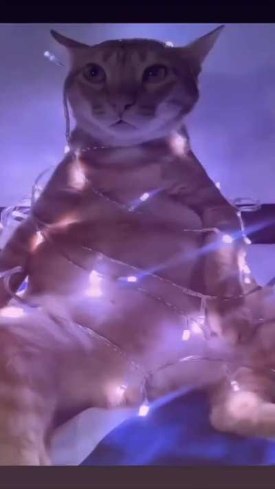 Christmas tree vibes