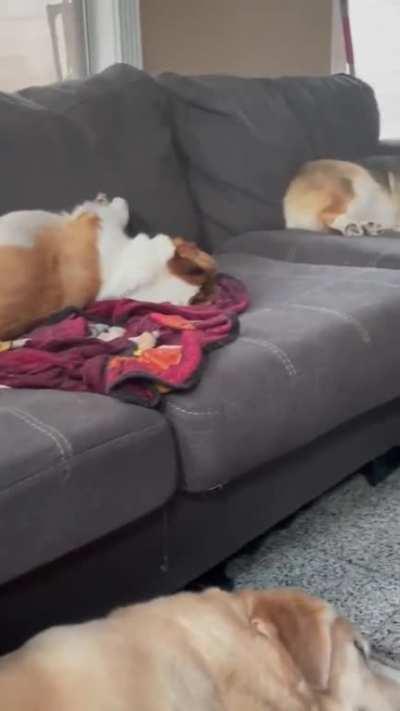 It's Either Naptime Or The CO Detector Is Broken