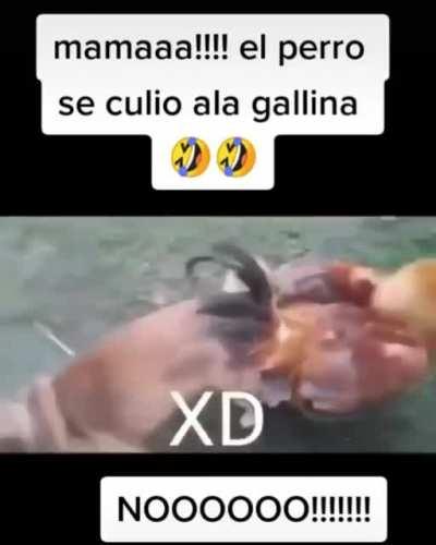 El perro y la gallina