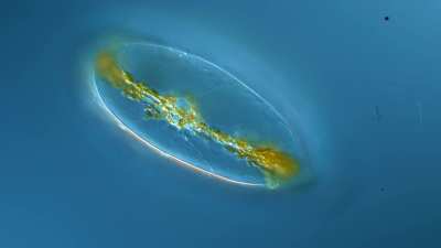 Pyrocystis fusiformis