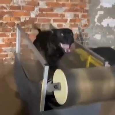 This doggie loves running